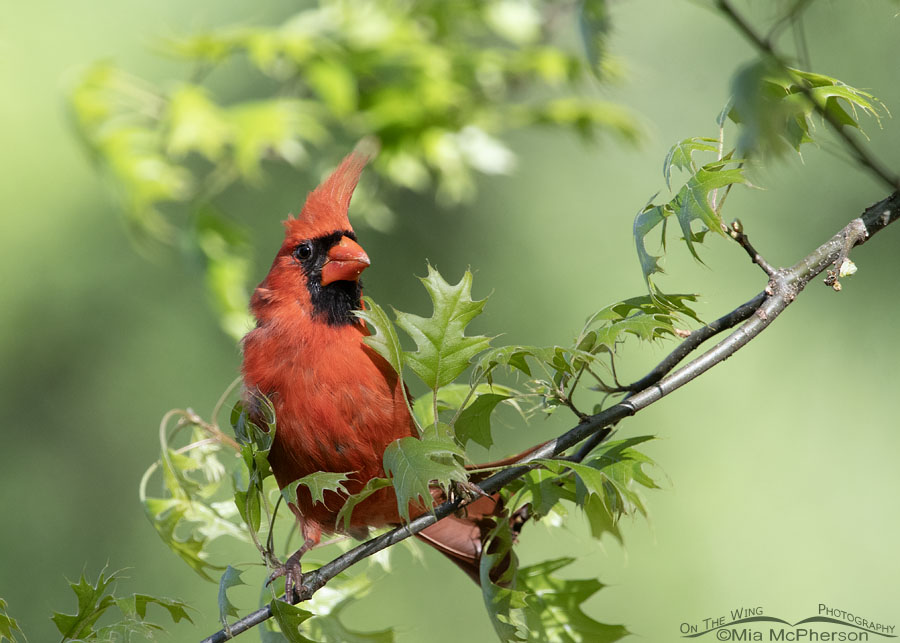 Male Northern Cardinal in an Arkansas oak tree in spring, Sebastian County, Arkansas