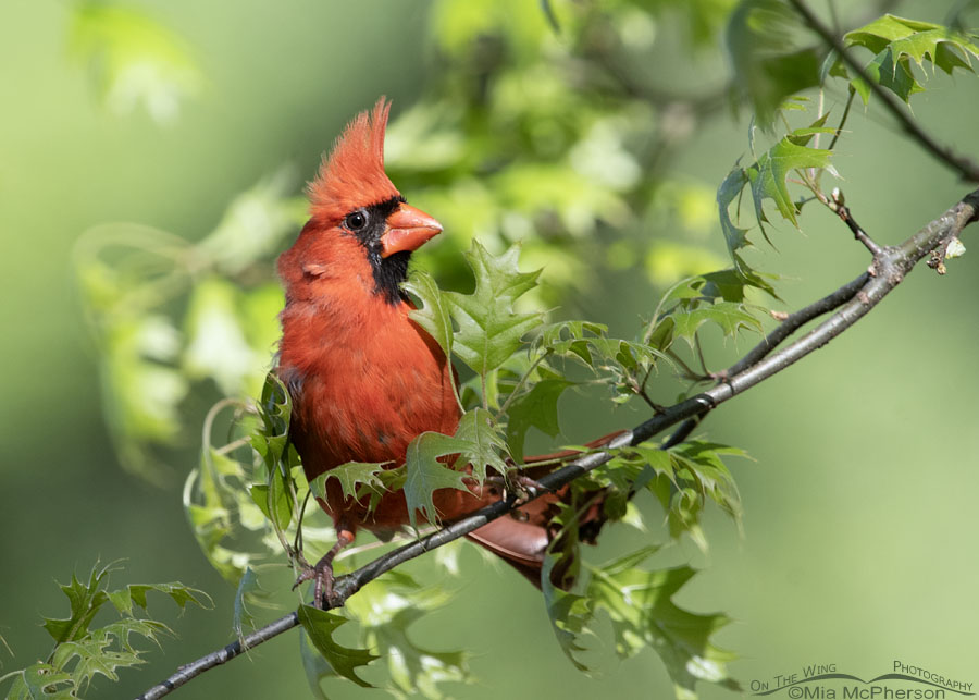 Northern Cardinal male in Arkansas, Sebastian County, Arkansas