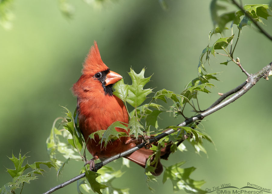 Saucy male Northern Cardinal in Arkansas, Sebastian County, Arkansas