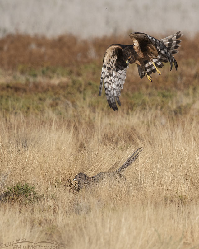 Female immature Northern Harrier dive bombing a Ring-necked Pheasant hen, Farmington Bay WMA, Davis County, Utah
