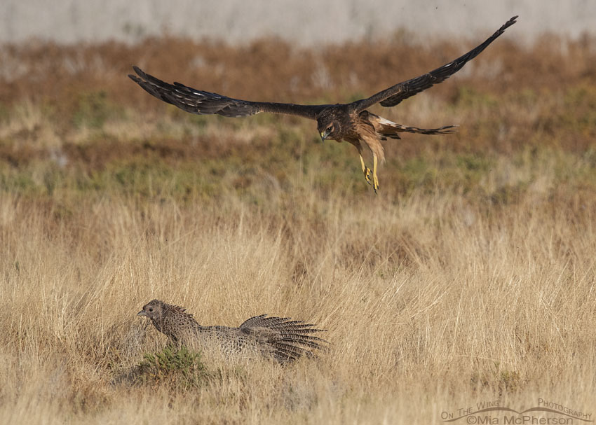 Immature Northern Harrier female hovering over a Ring-necked Pheasant hen, Farmington Bay WMA, Davis County, Utah