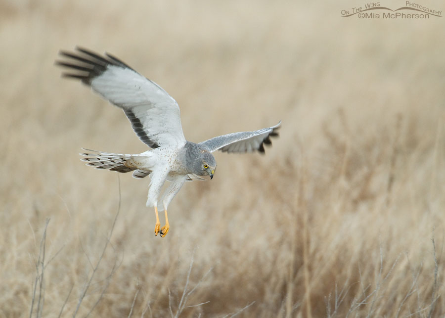 “Gray Ghost”, male Northern Harrier in hovering flight, Farmington Bay WMA, Davis County, Utah