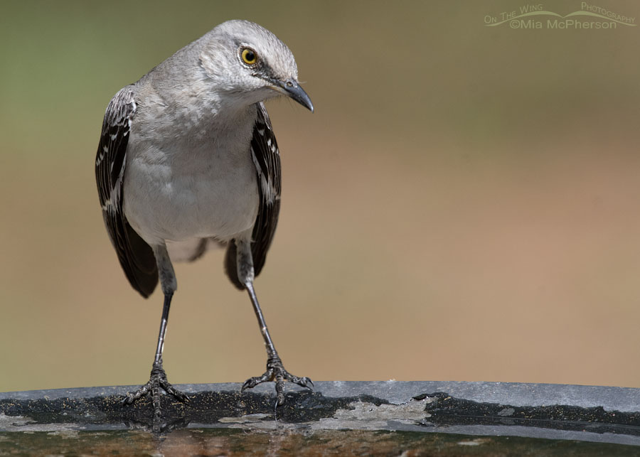 Northern Mockingbird at a birdbath, Sebastian County, Arkansas