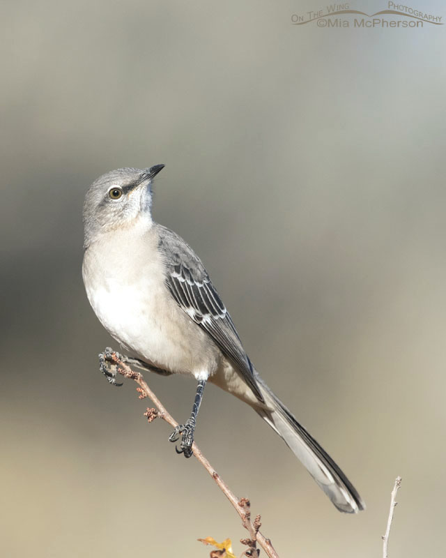 Northern Mockingbird in October, Box Elder County, Utah