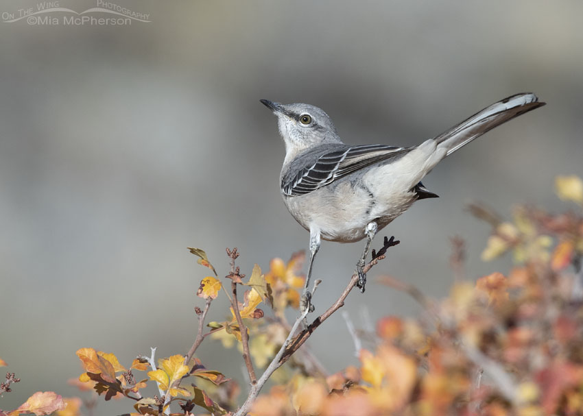 Northern Mockingbird in autumn Fragrant Sumac