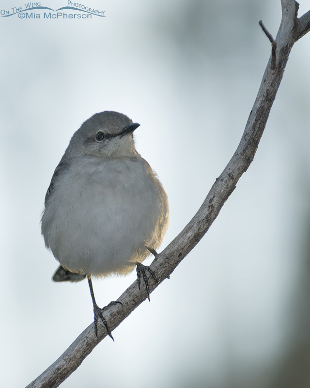 Back lit Northern Mockingbird, Honeymoon Island State Park, Pinellas County, Florida