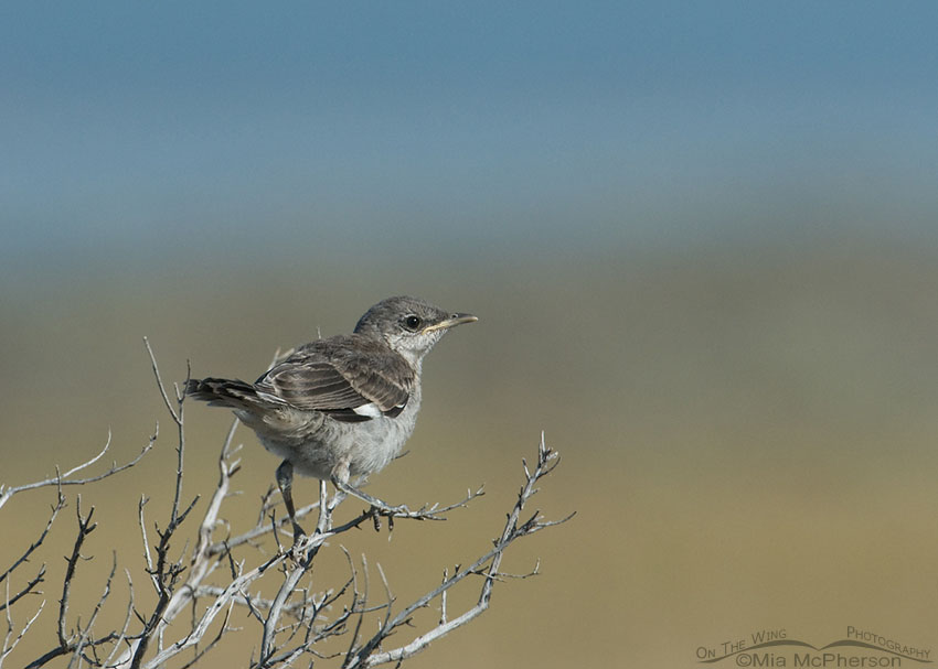 Mockingbird chick, Antelope Island State Park, Davis County, Utah