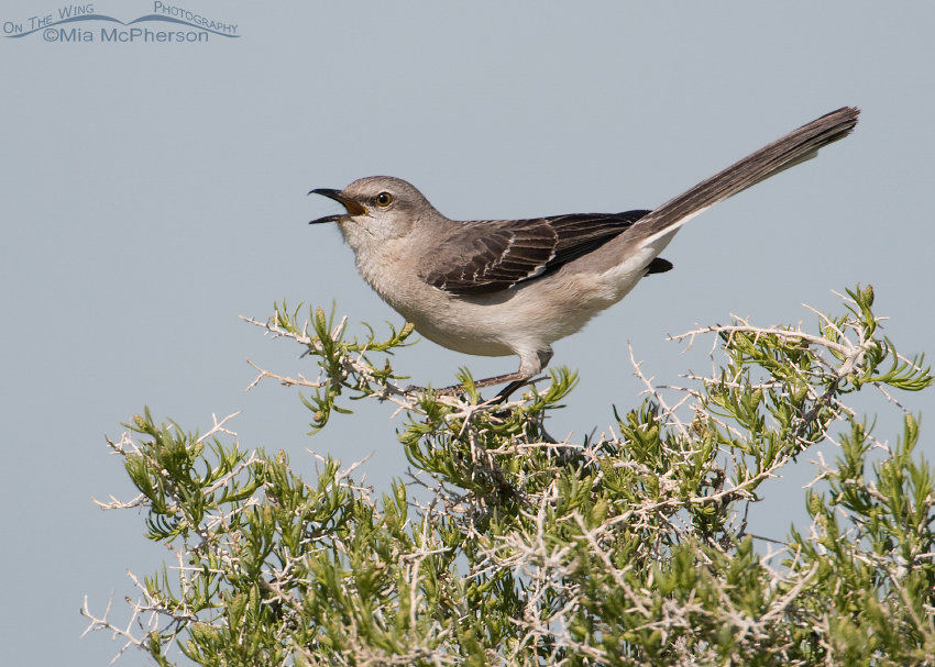 Calling Northern Mockingbird, Antelope Island State Park, Davis County, Utah