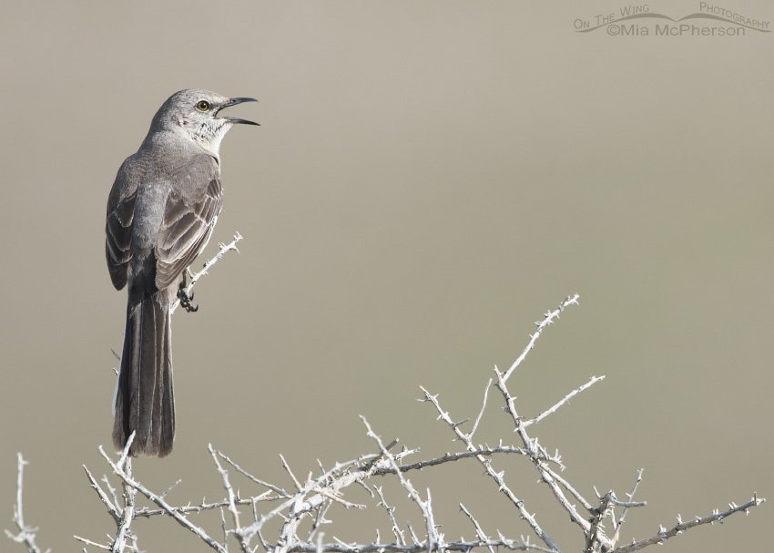 Singing Northern Mockingbird, Antelope Island State Park, Davis County, Utah