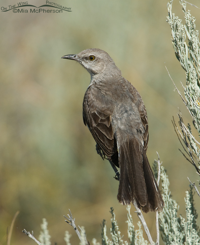 Northern Mockingbird, Antelope Island State Park, Davis County, Utah