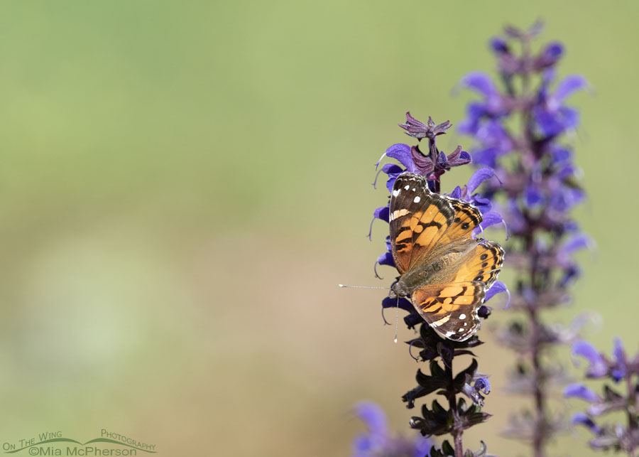 Painted Lady Butterfly on salvia in Arkansas, Sebastian County, Arkansas