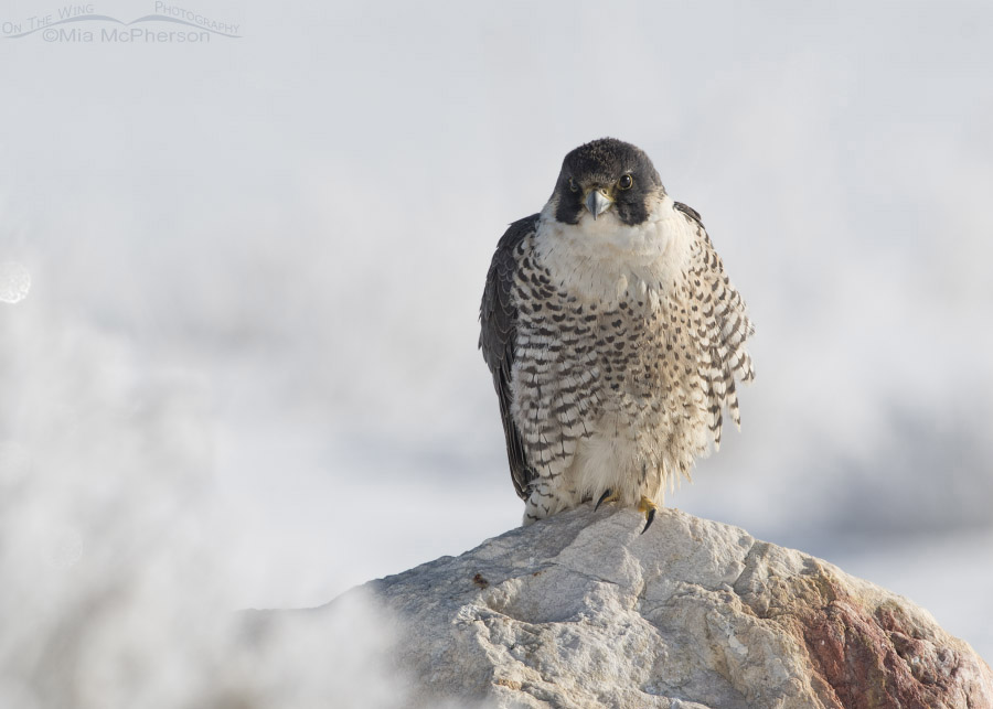 Peregrine Falcon on a winter morning, Antelope Island State Park, Davis County, Utah