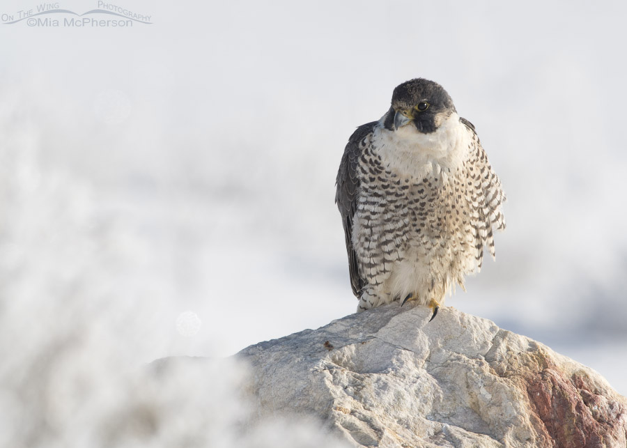 Peregrine Falcon in snow, Antelope Island State Park, Davis County, Utah