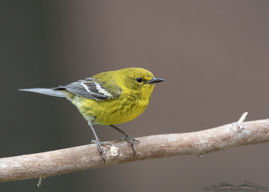 Urban Pine Warbler male in spring, Sebastian County, Arkansas