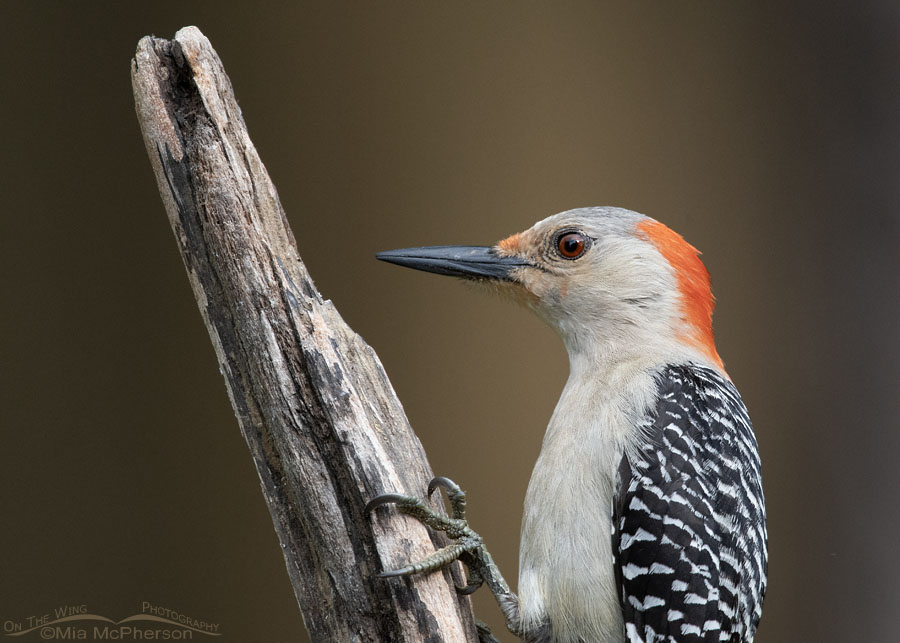 Female Red-bellied Woodpecker portrait in Arkansas, Sebastian County, Arkansas