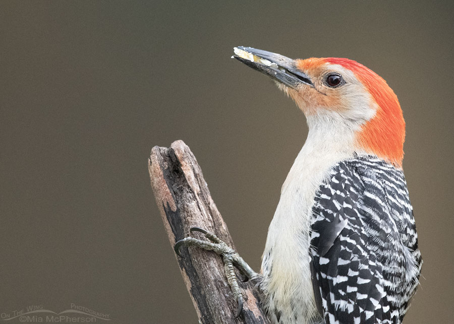 Adult male Red-bellied Woodpecker portrait, Sebastian County, Arkansas