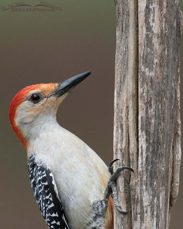 Red-bellied Woodpecker male portrait, Sebastian County, Arkansas