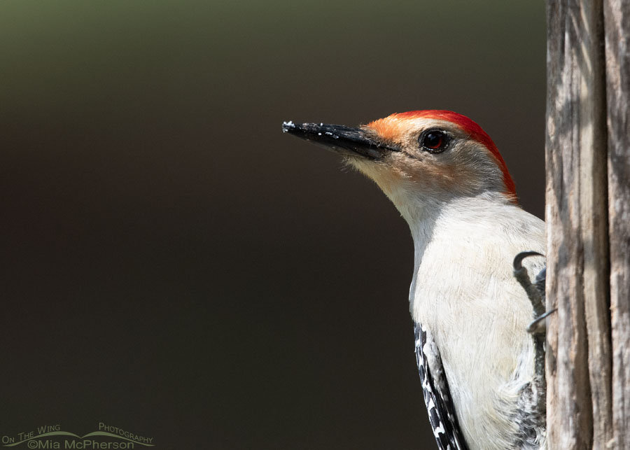 Male Red-bellied Woodpecker close up, Sebastian County, Arkansas