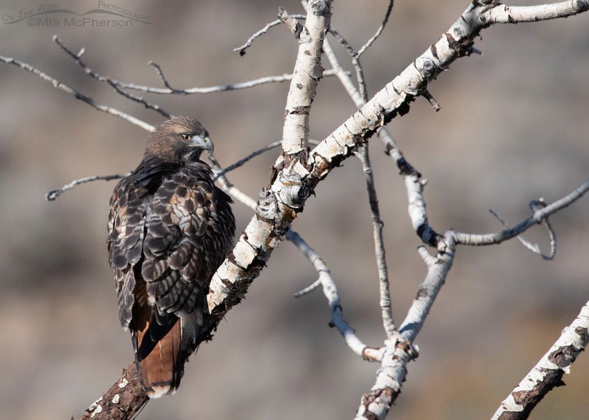 Autumn adult Red-tailed Hawk perched in an aspen, Wasatch Mountains, East Canyon, Morgan County, Utah