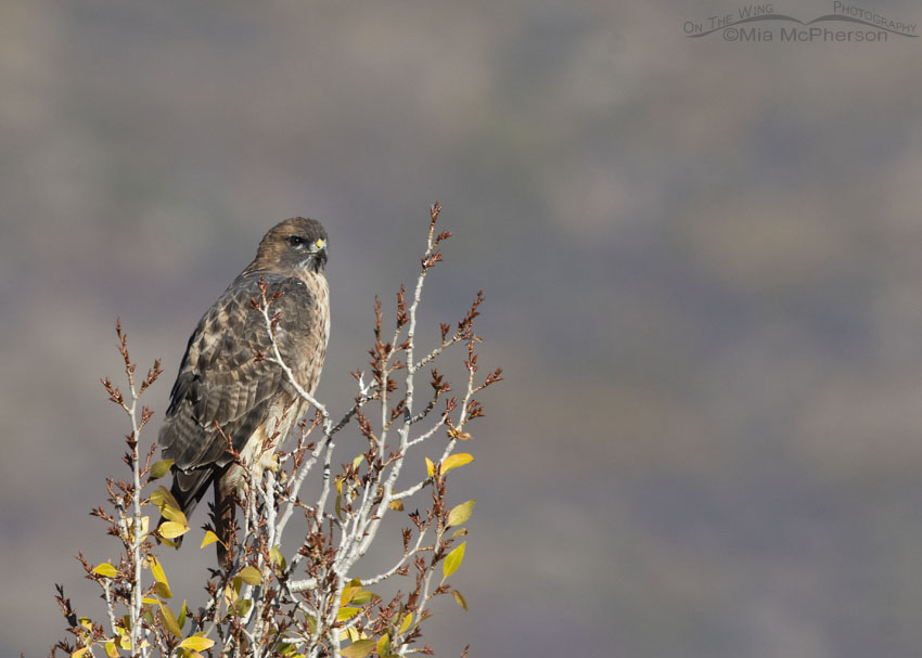 East Canyon Red-tailed Hawk adult, Wasatch Mountains, Morgan County, Utah