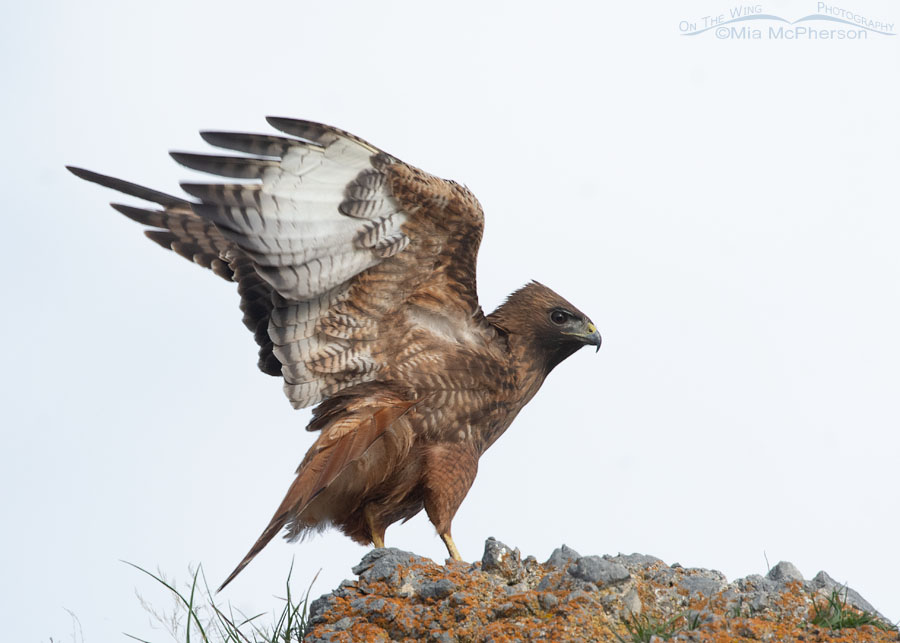 Red-tailed Hawk in a defensive posture during a Northern Harrier attack, Box Elder County, Utah