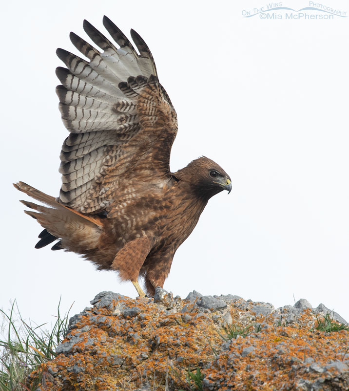 Red-tailed Hawk in a defensive pose, Box Elder County, Utah