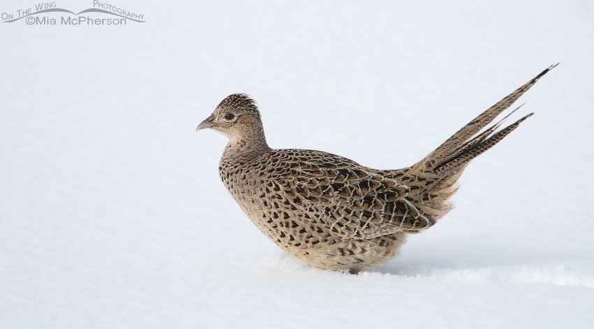 Ring-necked Pheasant female in snow in northern Utah