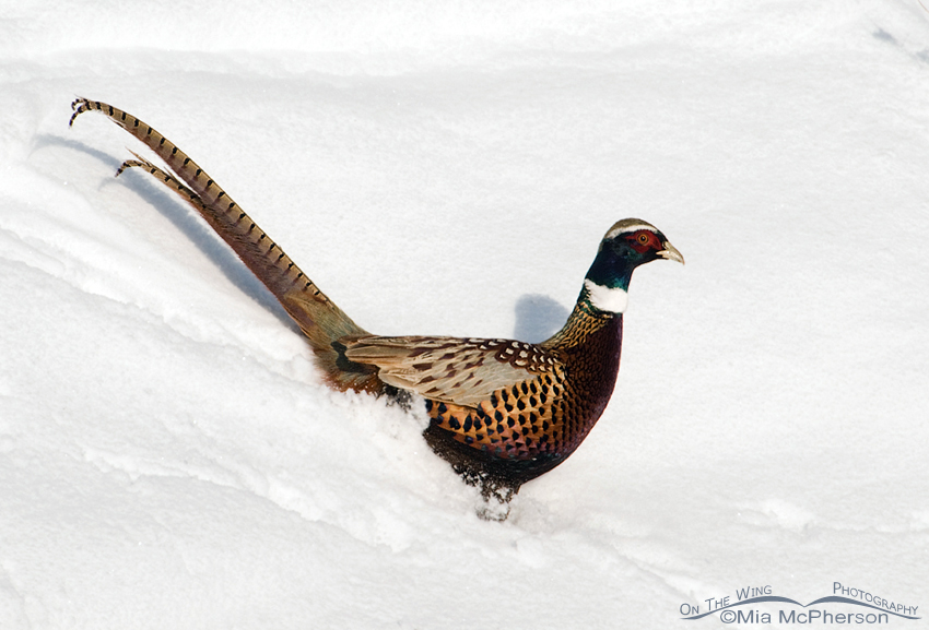 Male Ring-necked Pheasant running down a snow bank, northern Utah