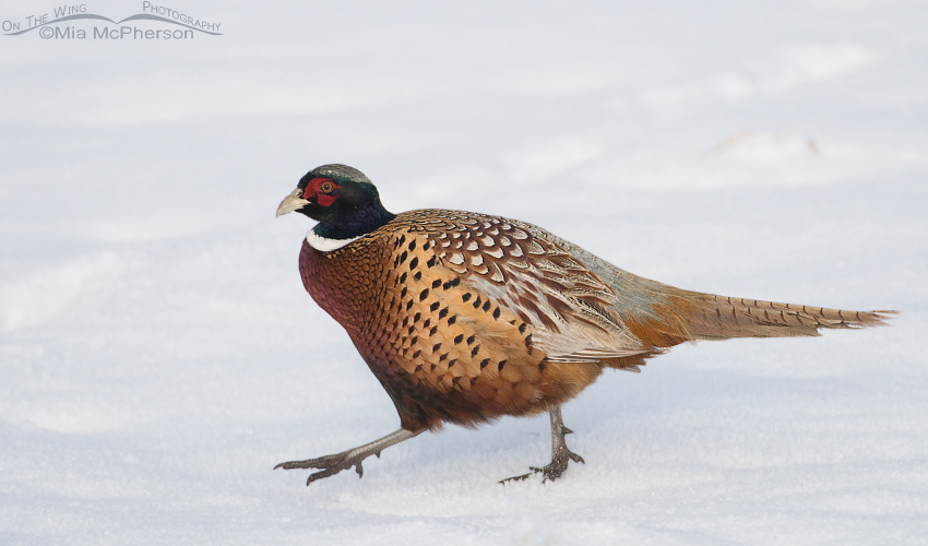 Ring-necked Pheasant male in snow in Davis County, Utah