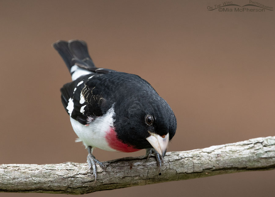 Rose-breasted Grosbeak Images