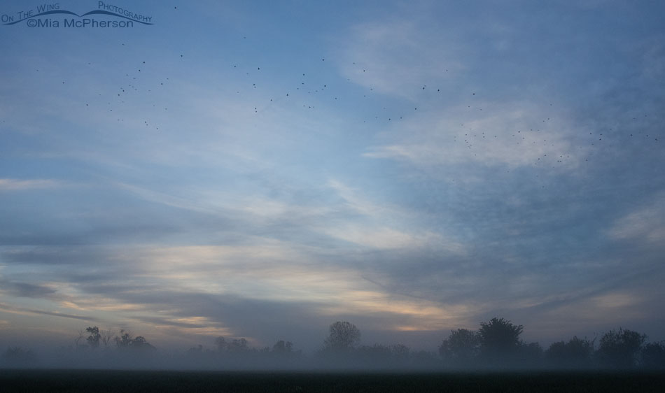 Morning fog at Sequoyah National Wildlife Refuge with birds in the sky, Sequoyah National Wildlife Refuge, Oklahoma