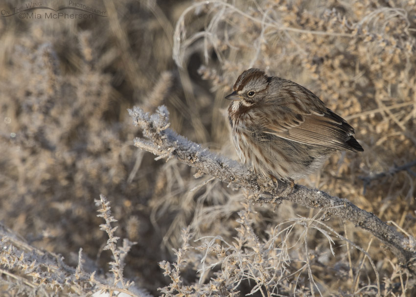 Song Sparrow without a tail, Antelope Island State Park, Davis County, Utah