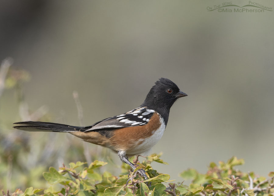 Adult male Spotted Towhee perched on sumac, Box Elder County, Utah