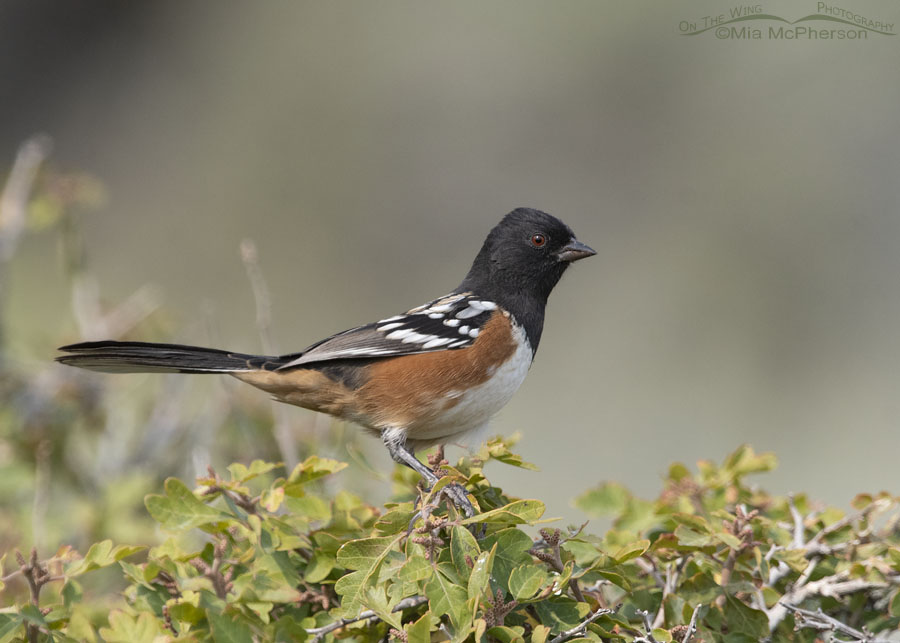 Adult Spotted Towhee male on a smoky September morning, Box Elder County, Utah