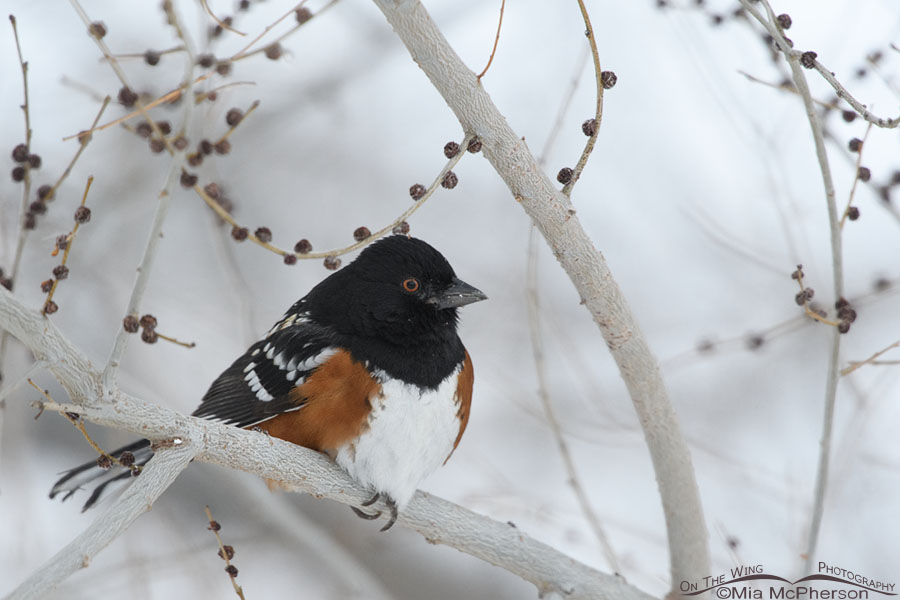 Winter male Spotted Towhee perched in a tree, Salt Lake County, Utah