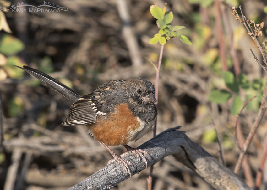 Juvenile Spotted Towhee in molt, Morgan County, Utah