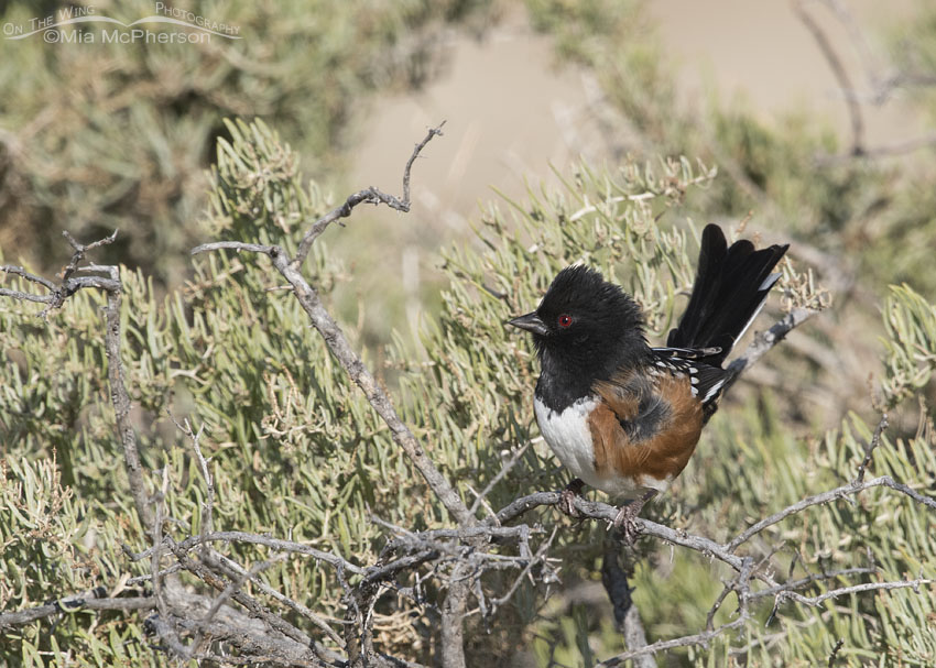 Male Spotted Towhee perched in Greasewood, Antelope Island State Park, Davis County, Utah
