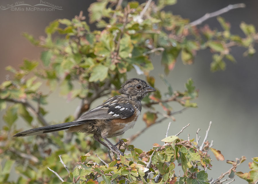 Immature male Spotted Towhee molting, Box Elder County, Utah