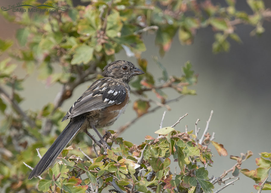 Molting immature male Spotted Towhee on a smoky September morning, Box Elder County, Utah