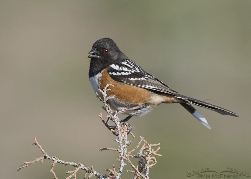 Spotted Towhee male singing on its territory in the West Desert of Utah