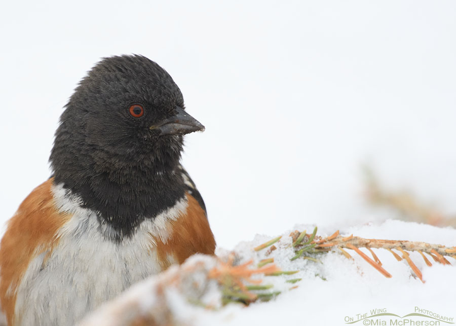 Spotted Towhee Images