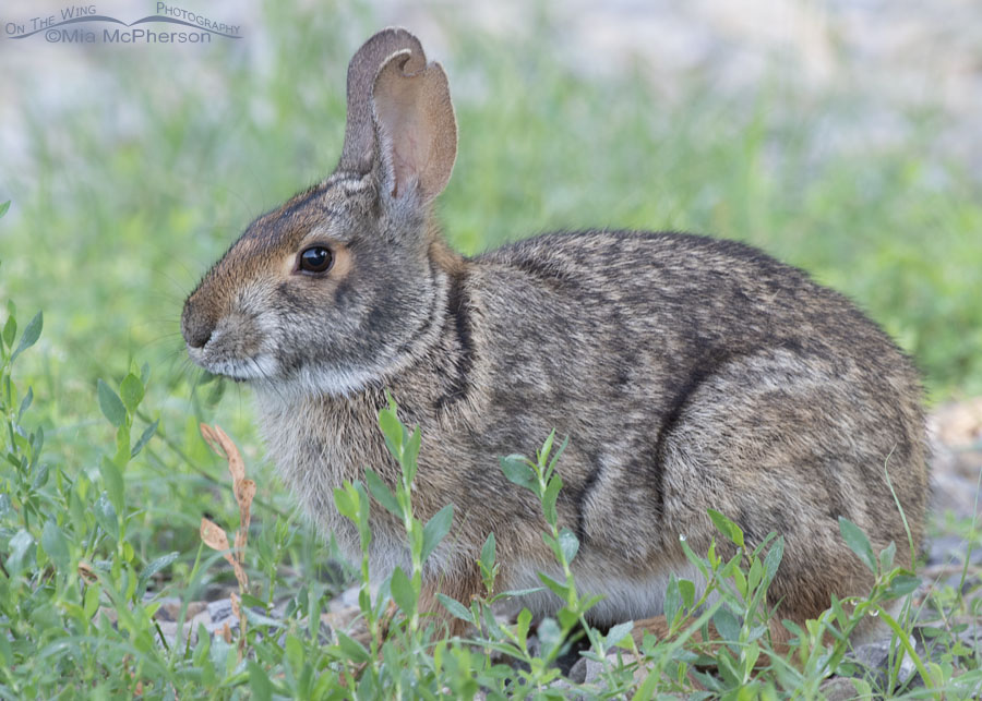 Swamp Rabbit at Sequoyah National Wildlife Refuge, Oklahoma