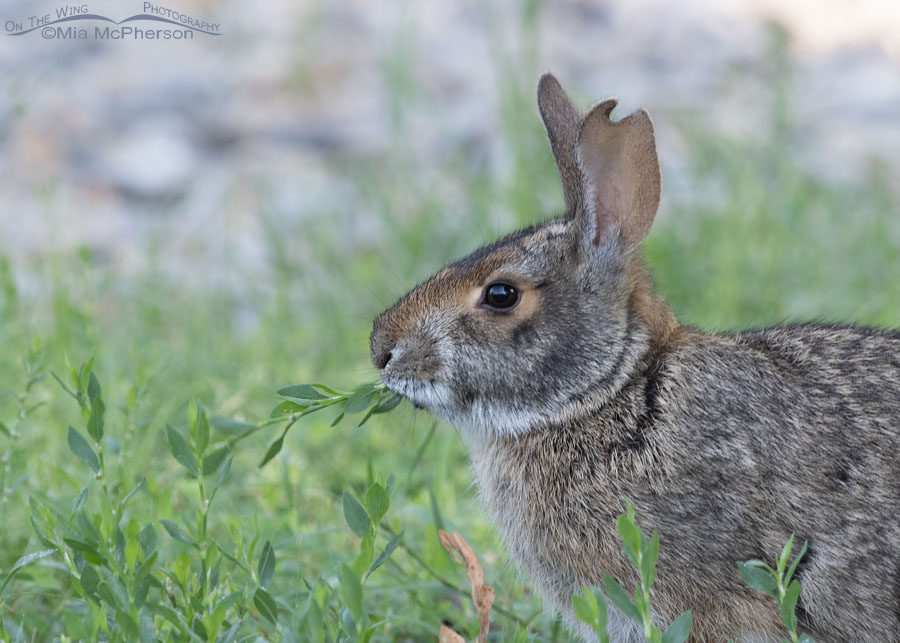 Swamp Rabbit close up, Sequoyah National Wildlife Refuge, Oklahoma