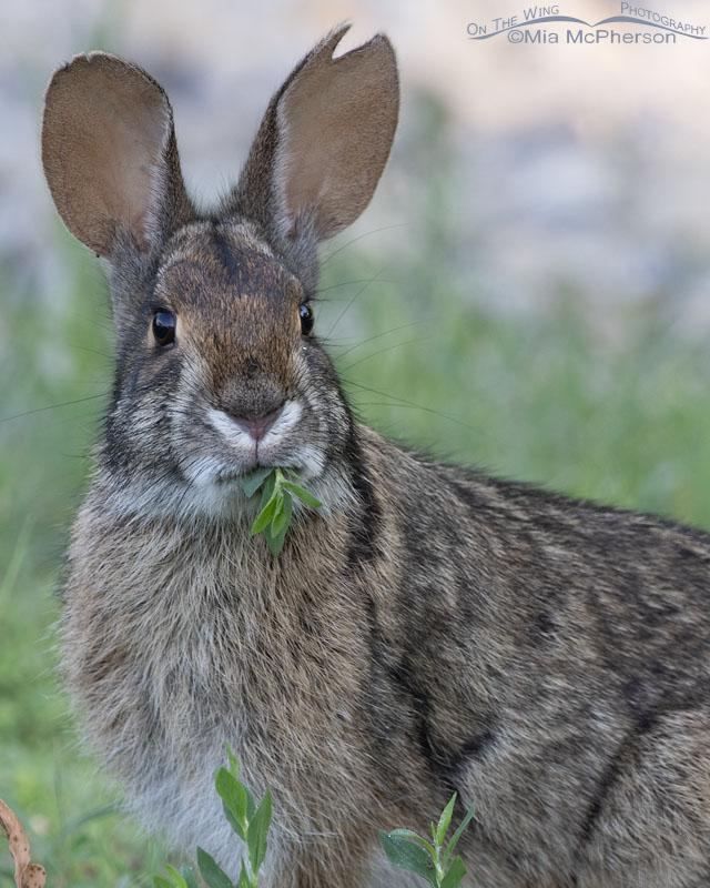 Swamp Rabbit portrait, Sequoyah National Wildlife Refuge, Oklahoma