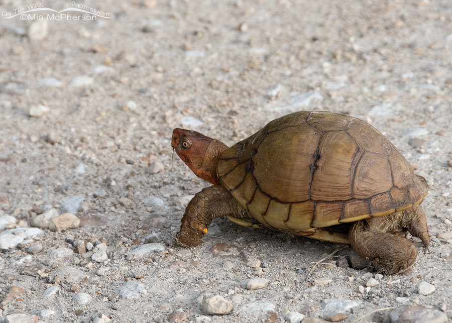 Three-toed Box Turtle crossing a road at Sequoyah NWR, Sequoyah National Wildlife Refuge, Oklahoma