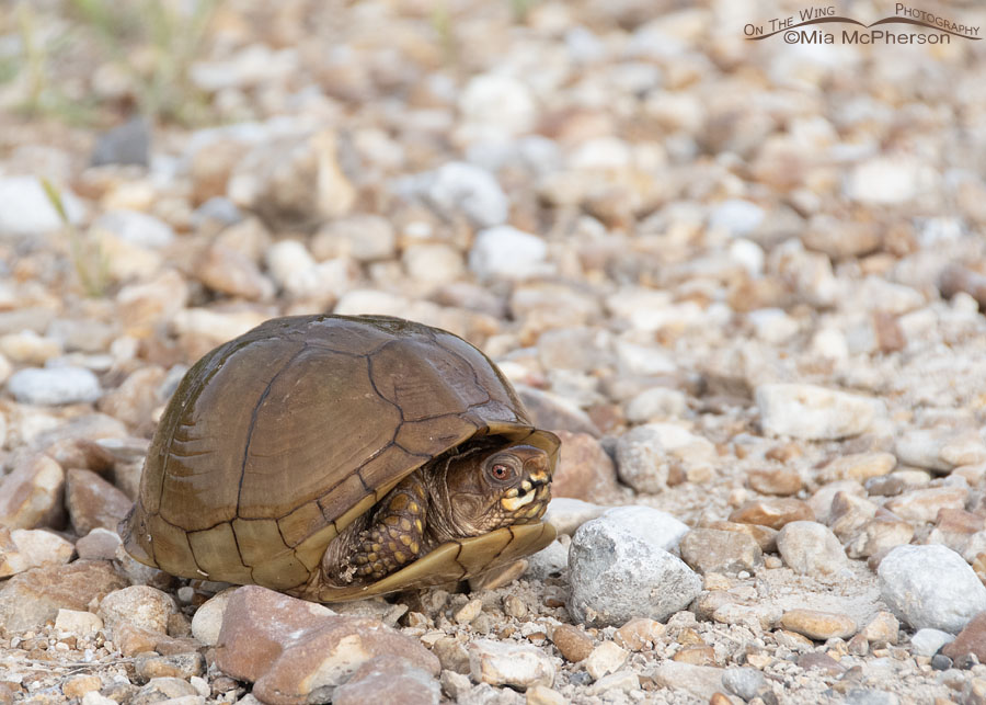 Three-toed Box Turtle in soft morning light, Sequoyah National Wildlife Refuge, Oklahoma