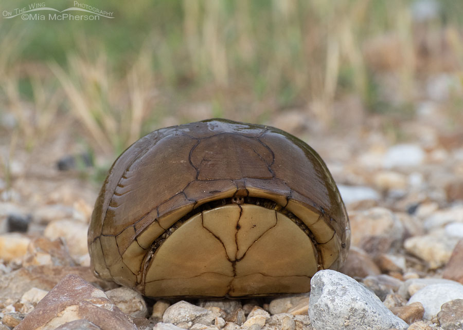Three-toed Box Turtle peeking out of their shell, Sequoyah National Wildlife Refuge, Oklahoma