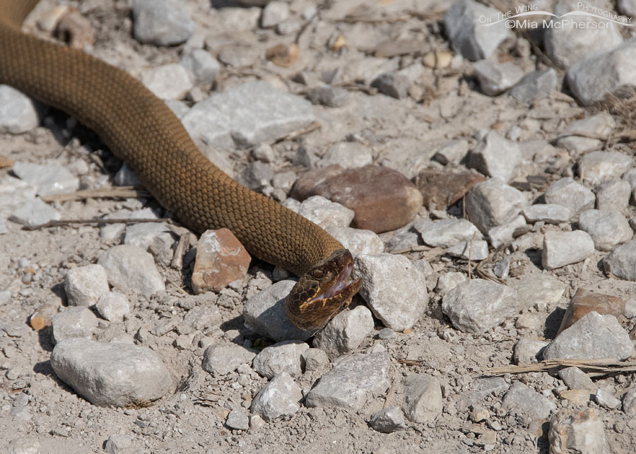 Cottonmouth in the road at Sequoyah National Wildlife Refuge, Oklahoma