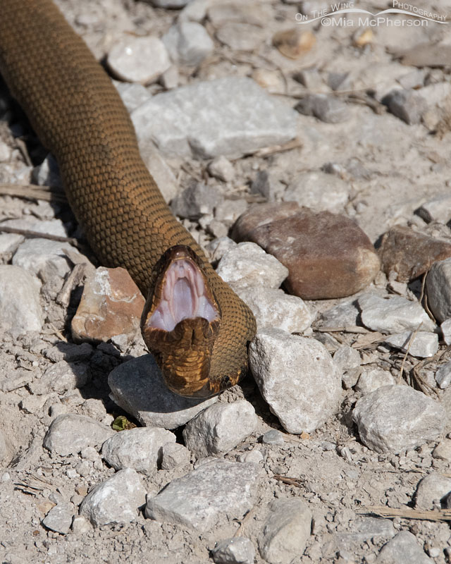 Water Moccasin showing their cottonmouth, Sequoyah National Wildlife Refuge, Oklahoma