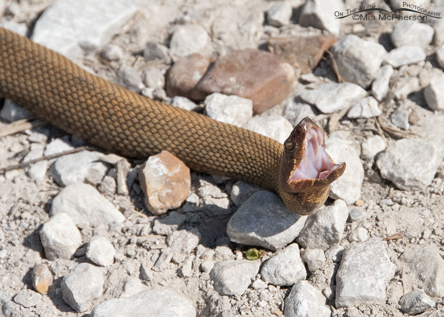 Adult Northern Cottonmouth on the road, Sequoyah National Wildlife Refuge, Oklahoma